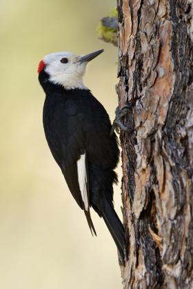 White headed woodpecker Dryobates-albolarvatus